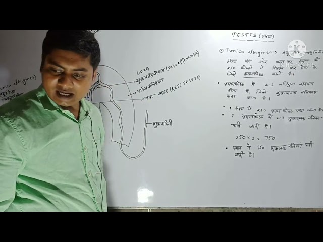 Biology Class 12th  chapter-3 (Human reproductive system PART-2)