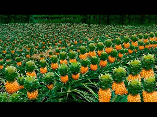 How Farmers Produce Millions of Delicious Pineapples - Harvesting and Processing - Pineapple Juice