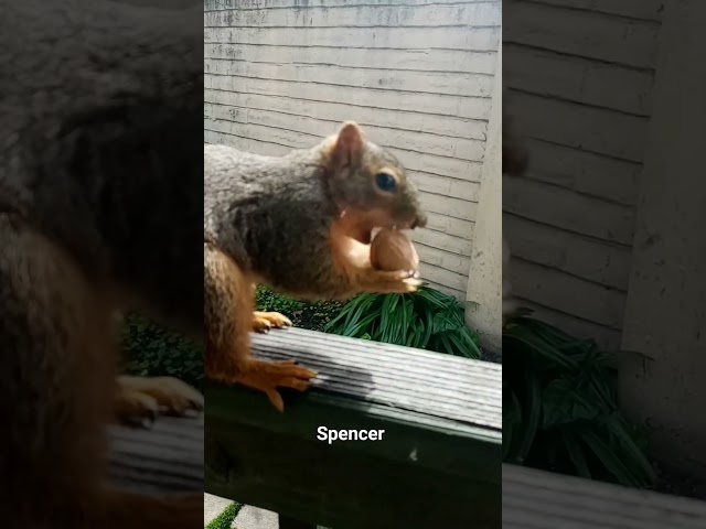 Spencer the Squirrel Gets a Walnut #squirrelyneighbors #birdfeed #animals #squirrelfriends