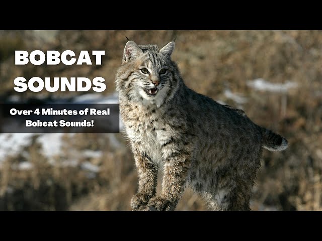 Bobcat Sounds | Over 4 Minutes of Haunting Bobcat Noises