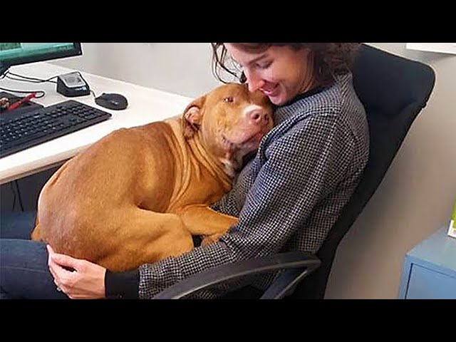 I'll show you why you need to have a dog -  Cute moments dog and owner are best friend