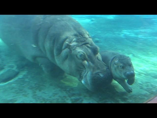 Baby Hippo "Swimming Lessons"