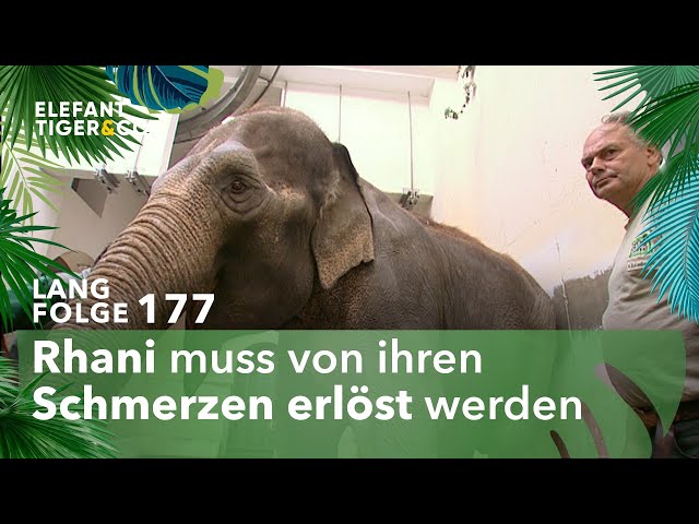 Tiefe Wunden (Langfolge 177) | Elefant, Tiger & Co. | ARD