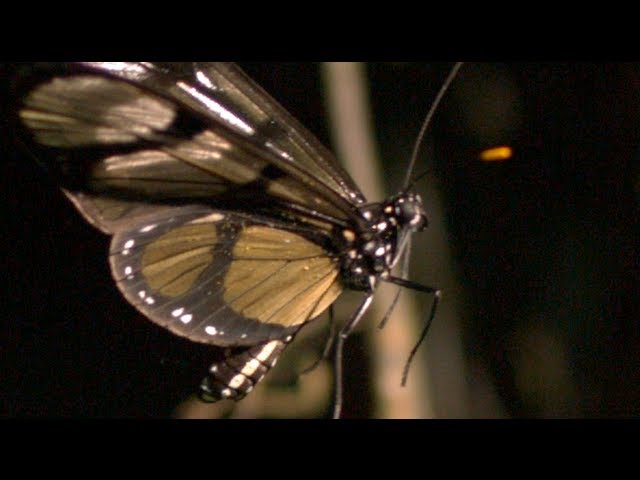 Butterfly Takeoff at 2,000 Frames per Second - Smarter Every Day 79