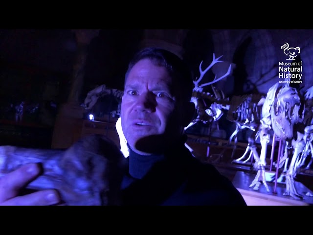 Mystery at the Museum with Steve Backshall - Trailer 3