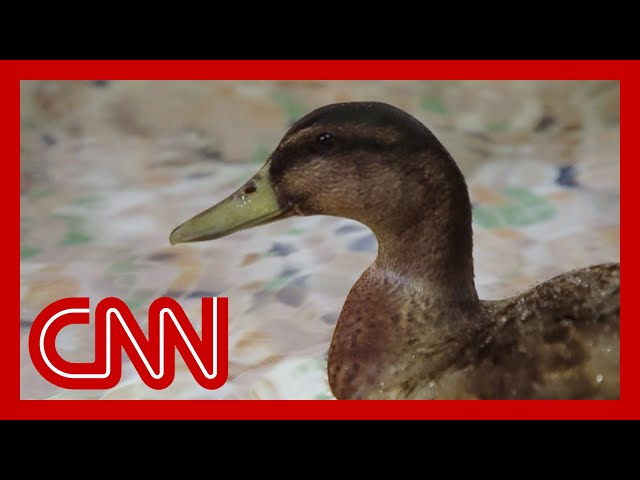 See why tourists flock from around the world to watch these famous ducks