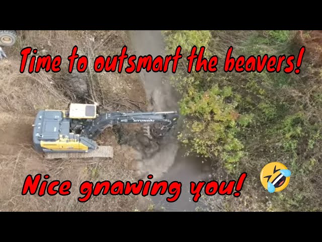 Best damn beaver dam removal video on the internet I promise! Can we out smart the beavers??