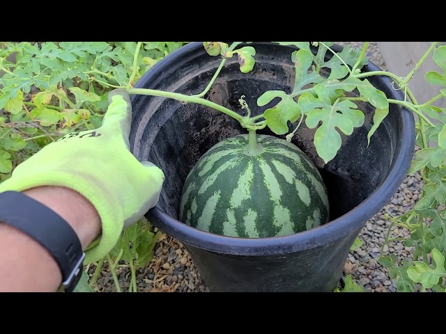How to tell if your watermelon is ripe in 5 seconds