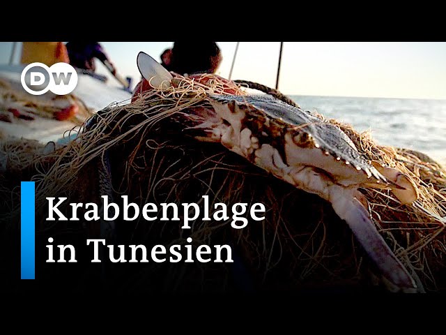 Tunesien: Invasive blaue Krabbe wird zur Delikatesse | Global Ideas