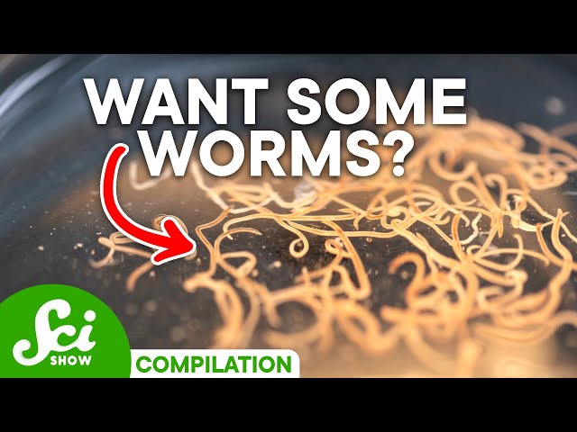 Why Some Parasites Are Actually GOOD (And Which Can Kill You)