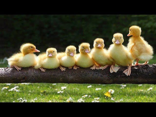 Funny ducks - Ducks' garden hunting trip