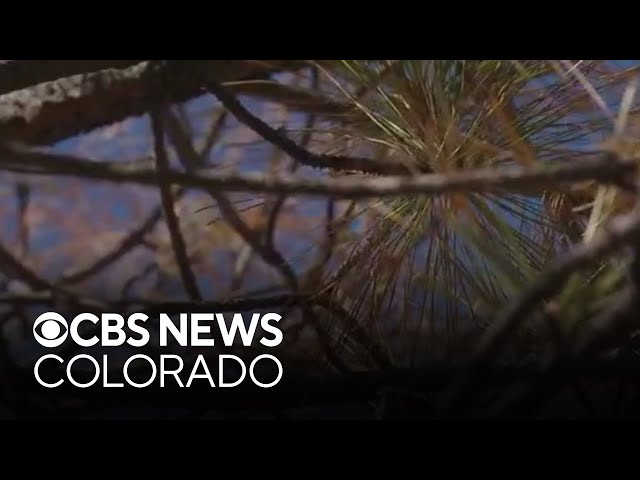 How to protect your trees from bark beetles
