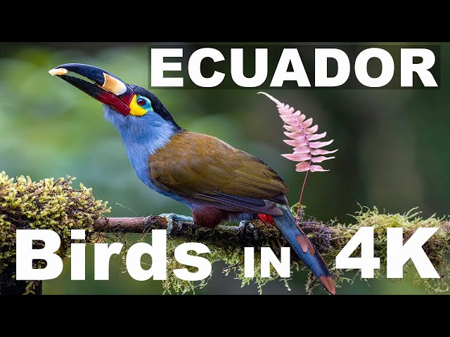 When You Photograph Exotic Birds in Ecuador