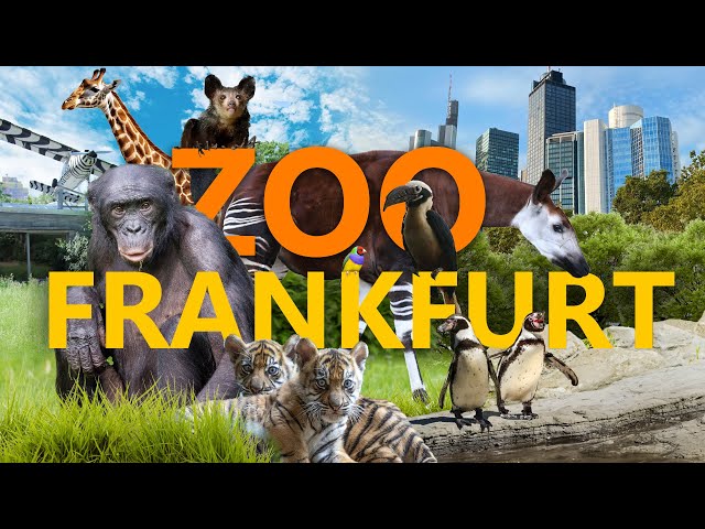Zoo Frankfurt - Stadtzoo mit Zukunft? | Zoo-Eindruck