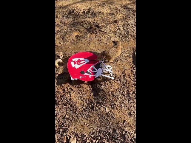 Cincinnati Zoo's meerkats make Super Bowl 58 picks