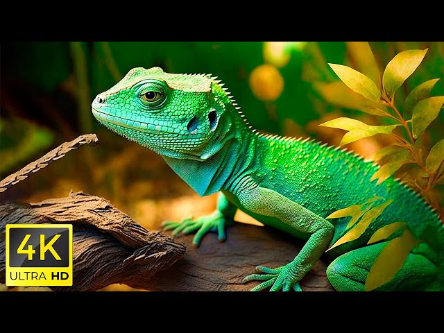 4K HDR 120fps Dolby Vision with Animal Sounds (Colorfully Dynamic) #92