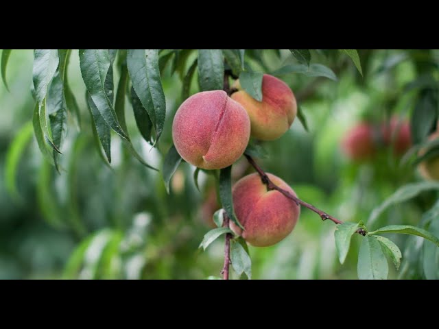 2024 Peach Harvest More Crucial Than Ever