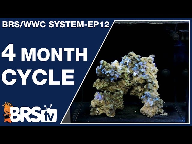 Ep12: The BRS/WWC Hybrid 4-month SPS tank cycle. - The BRS/WWC System
