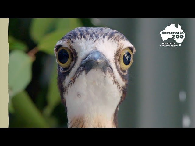 Curlew saved after a disturbing attack | Wildlife Warriors Missions