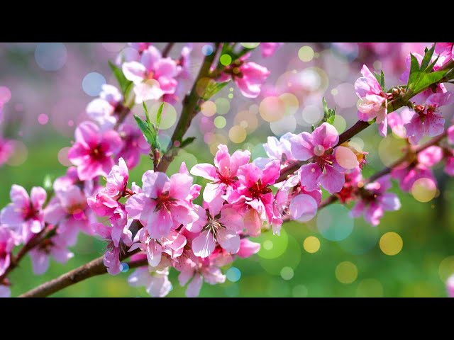 MUSIC OF SPRING🌸🌸 Gentle music for the soul and LIFE - healing music for the heart and blood vessels