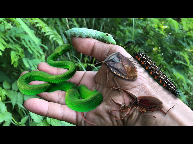 Exciting insect hunting‼️catching green snake, giant shield bug, hercules beetle, cute caterpillar