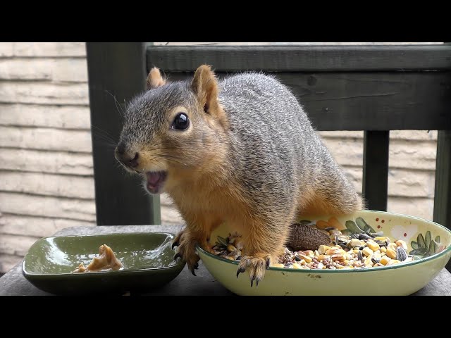 Yay! Sweetie the Squirrel Pays a Visit to the Porch!