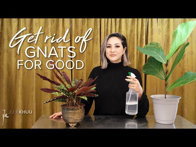 How to Get Rid of Gnats Indoors (Save the plants! Take back our homes!)