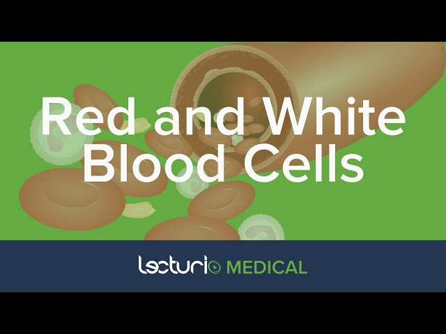 Red and White Blood Cells: Structure and Function | Histology