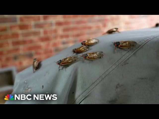 Cicadas swarm South, with trillions expected for the biggest invasion in centuries