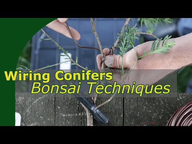 How to wire coniferous bonsai | Bonsai Beginners Basics