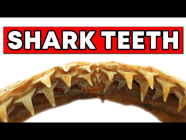 Shark Teeth and a Baby Tortoise - Objectivity 263