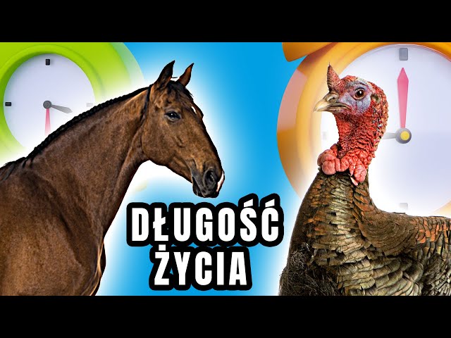 Comparison of animal life expectancy in the countryside 3D | CzyWieszJak