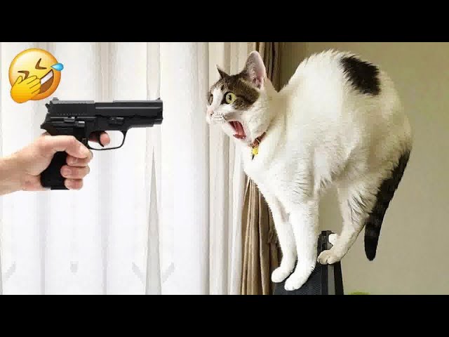 Cute animal Videos That You Just Can't Miss😺🐶part 10