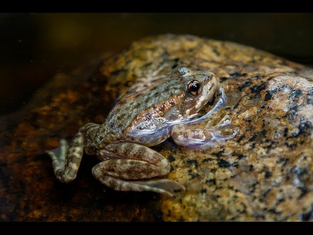 Endangered Mountain Yellow-legged Frogs Reintroduced