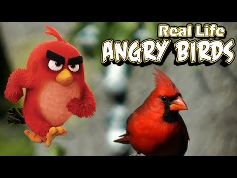 Angry Bird | Chuggington TV