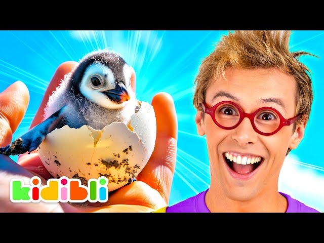 Discover Penguins and Sea Lions! | Educational Videos for Kids | Kidibli