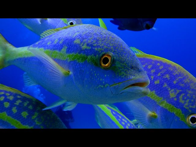 Yellowtail Snapper Fishing "Tips and Techniques" DMFD