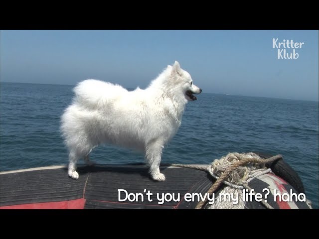This Crazy Dog Loves Going On Boat Rides | Kritter Klub