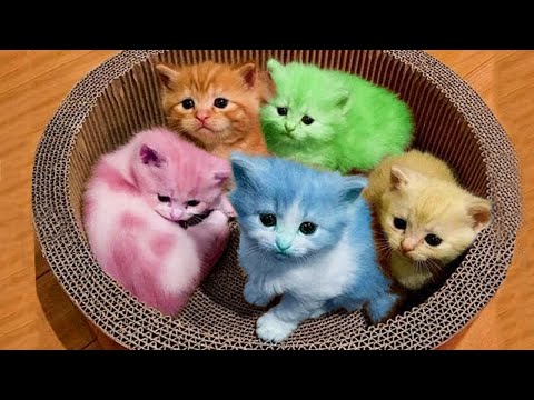 Funniest Animals Videos 2023 - Life Funny Pets