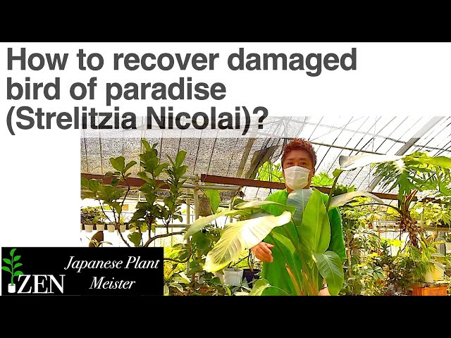 How to recover damaged bird of paradise, Strelitzia Nicolai?