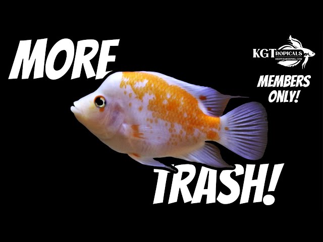 More Throw Away Fish MEMBERS ONLY