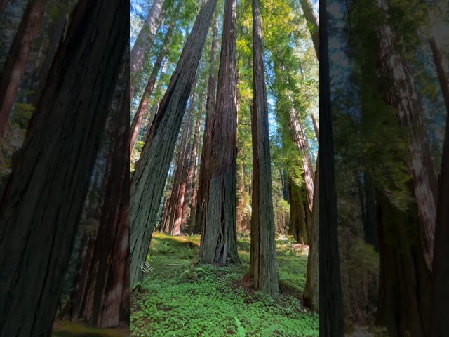 Immerse Yourself in the Sights and Sounds of the Redwoods