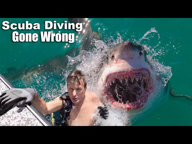 Diving for Lobsters and a MASSIVE Shark Nearly Eats my Brother!!!!