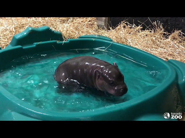 Penelope Montage- National Hippo Day