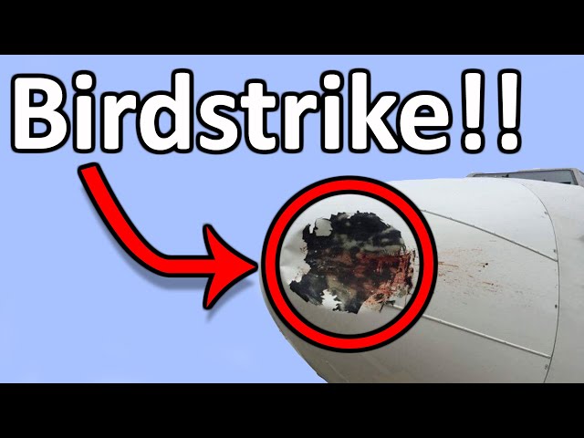 What happens if an aircraft hits birds?!