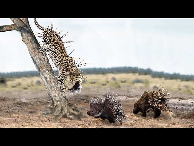 How Long Do Leopard Live With 700 Porcupine Feathers On Body? Leopard Vs Porcupine
