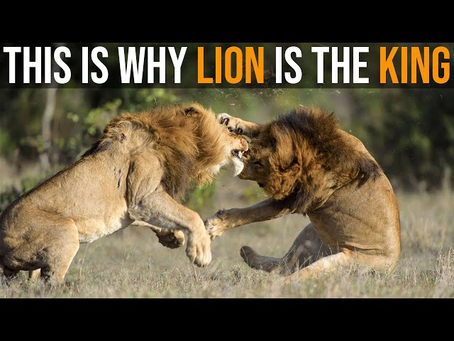 This Is Why Lion Is the King of the Jungle