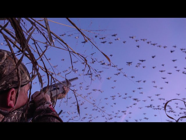 250,000 GEESE! {Catch Clean Cook} a SPECK-tacular Hunt (California Waterfowl Association)