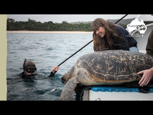 Robert releases Maggie the turtle into the wild | Irwin Family Adventures