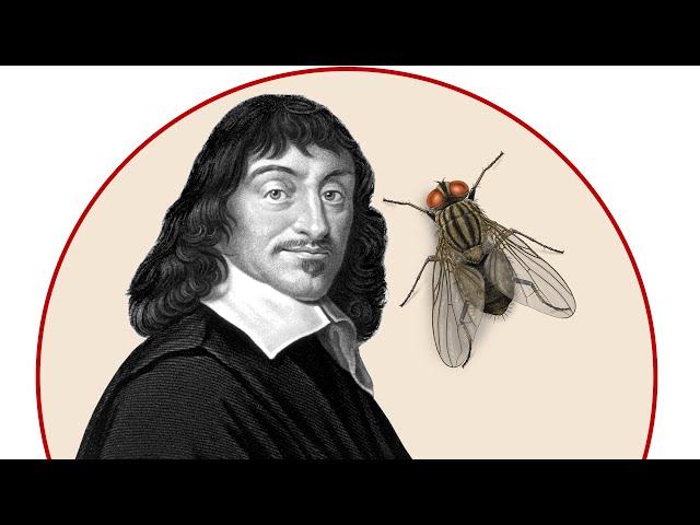 Descartes & The Fly